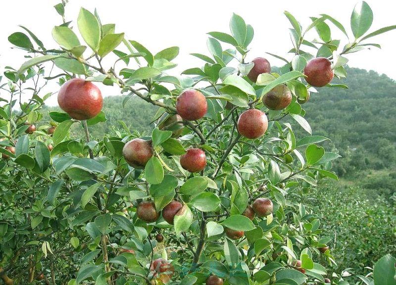 茶油.jpg